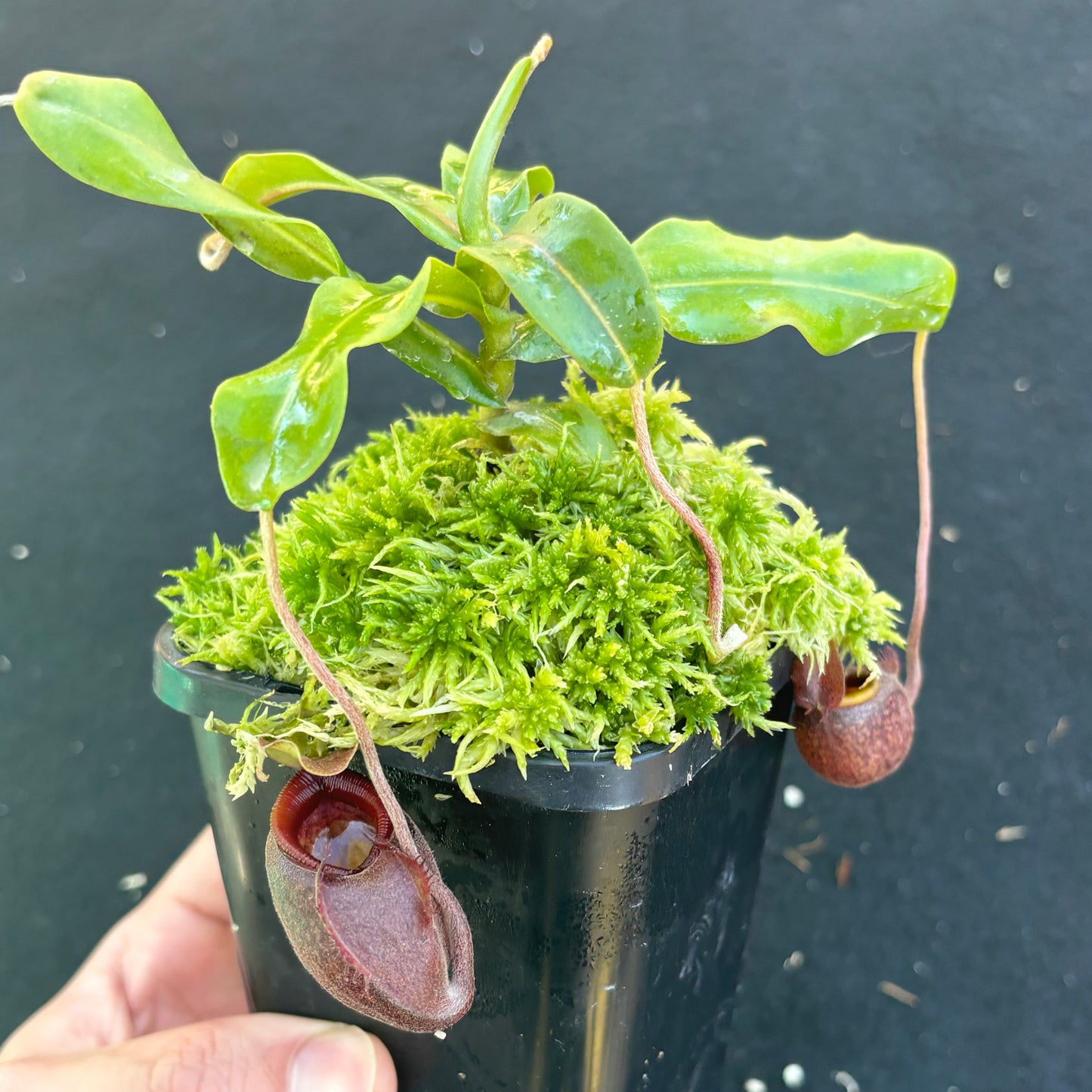 nepenthes undulatifolia Seed-grown