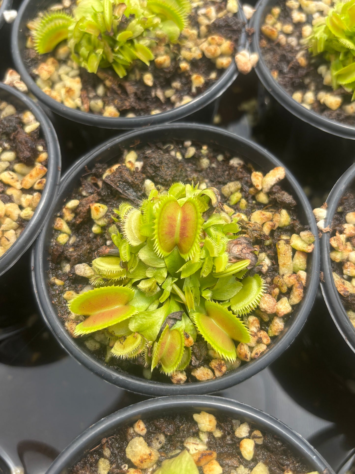 Dionaea muscipula 'Brutal Shark'