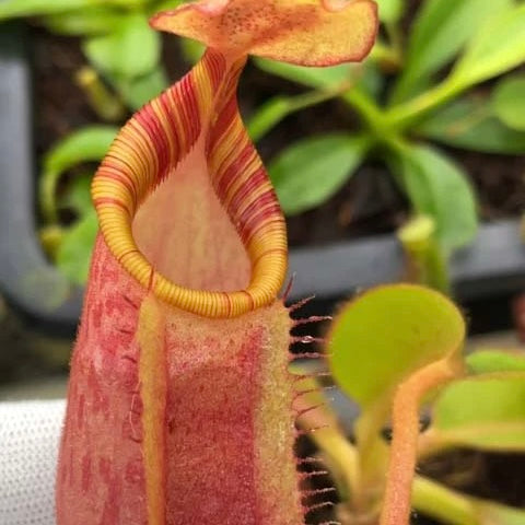 Nepenthes veitchii x ephippiata BE-4708