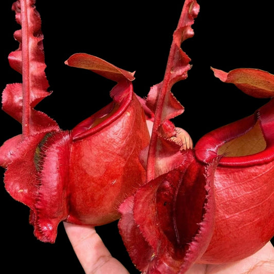 Nepenthes mirabilis winged x (mirabilis winged x ampullaria Red)