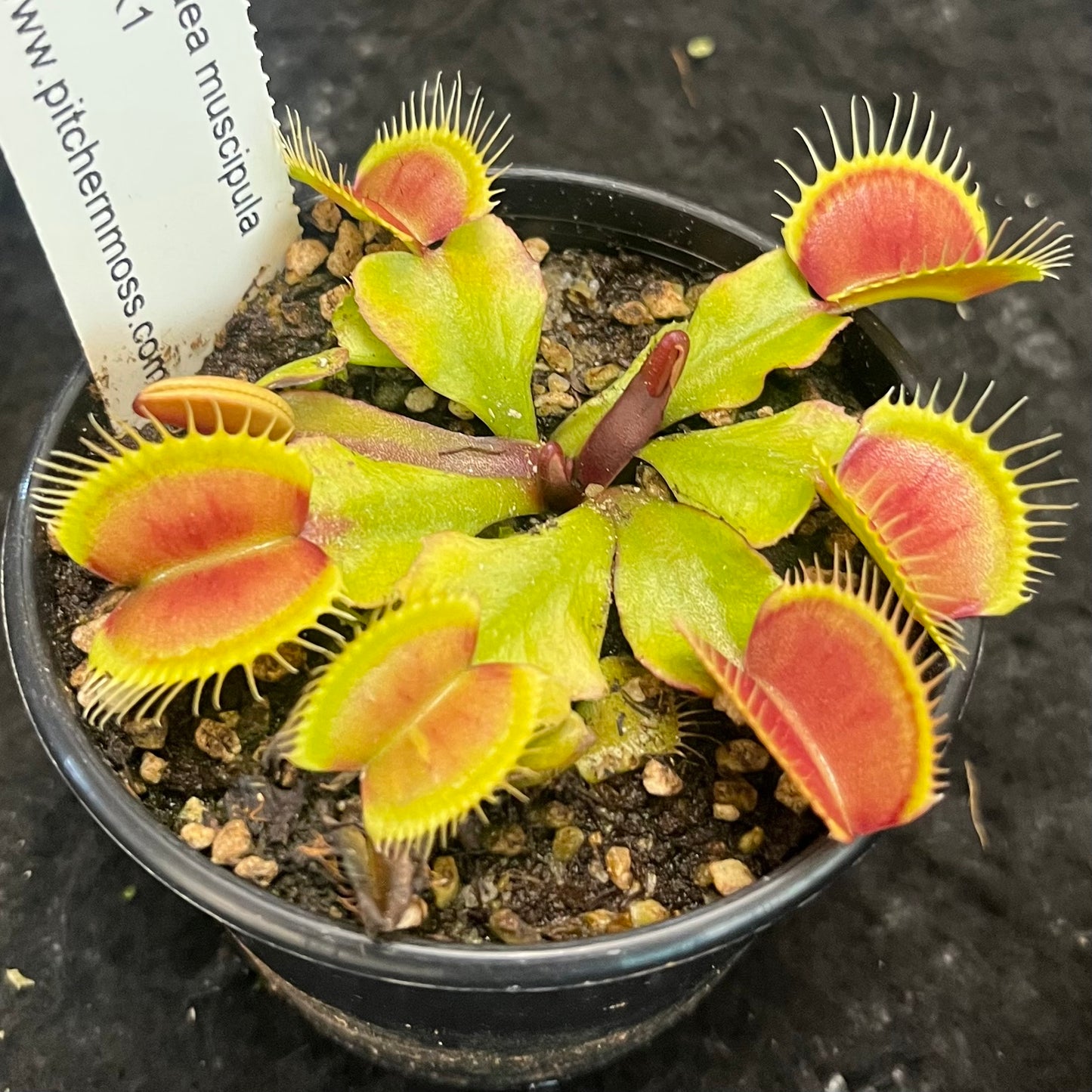 Dionaea muscipula ADK1