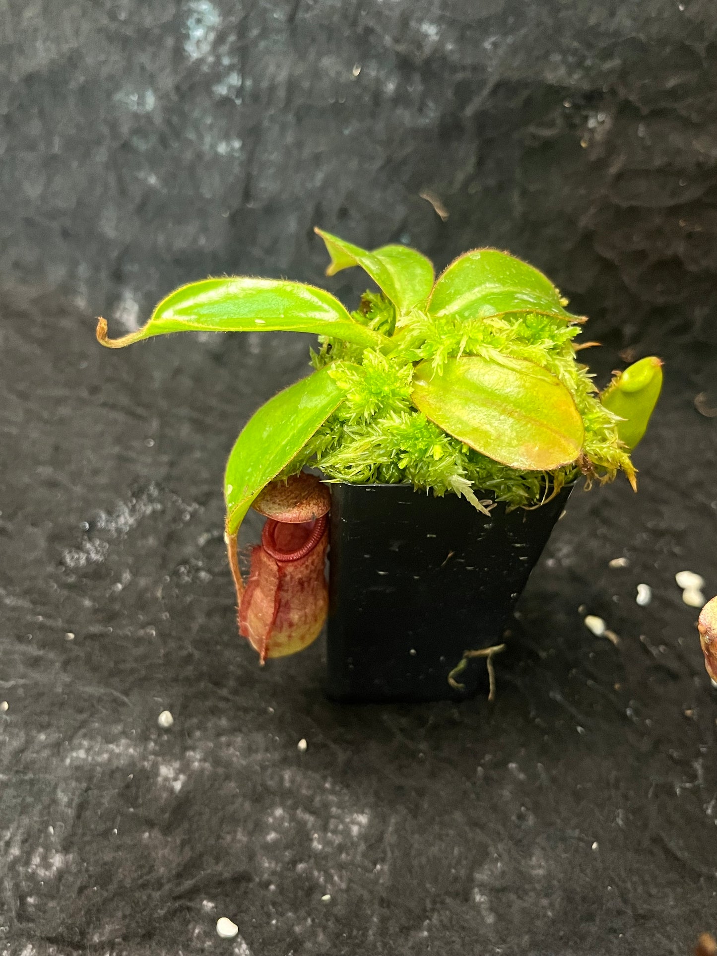 Nepenthes rajah x veitchii BE-3730