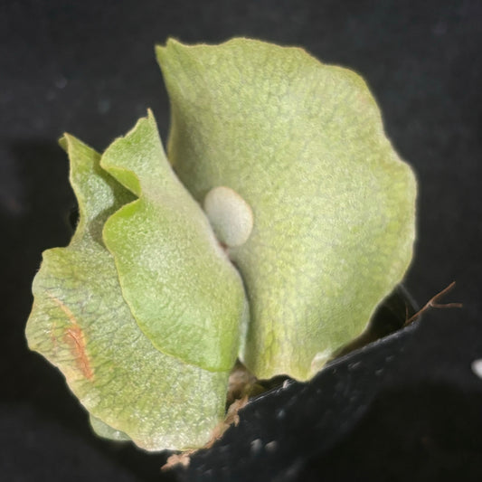 Platycerium willinckii ‘Bacteria’