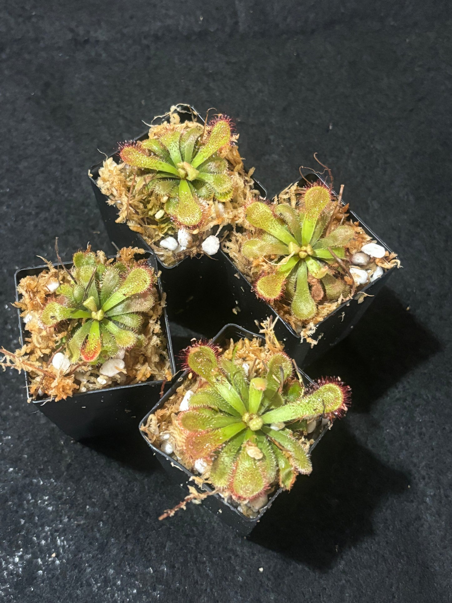 Drosera occidentalis