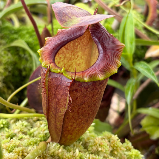 Nepenthes spathulata x tenuis