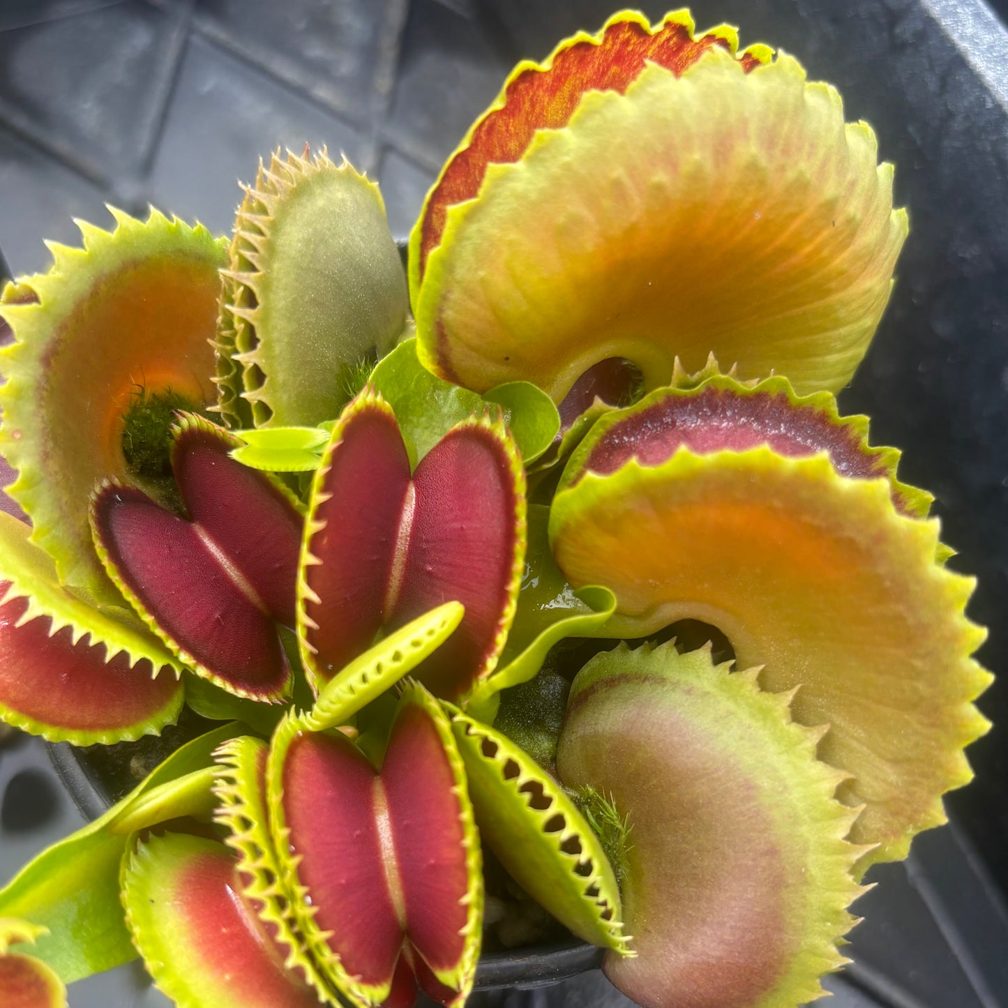 Dionaea muscipula unlabelled