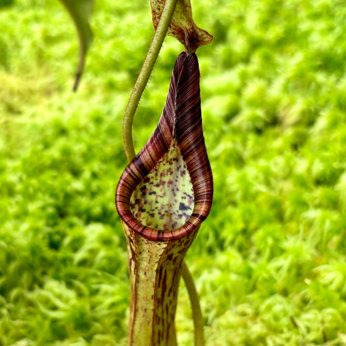 Nepenthes epiphytica x mollis