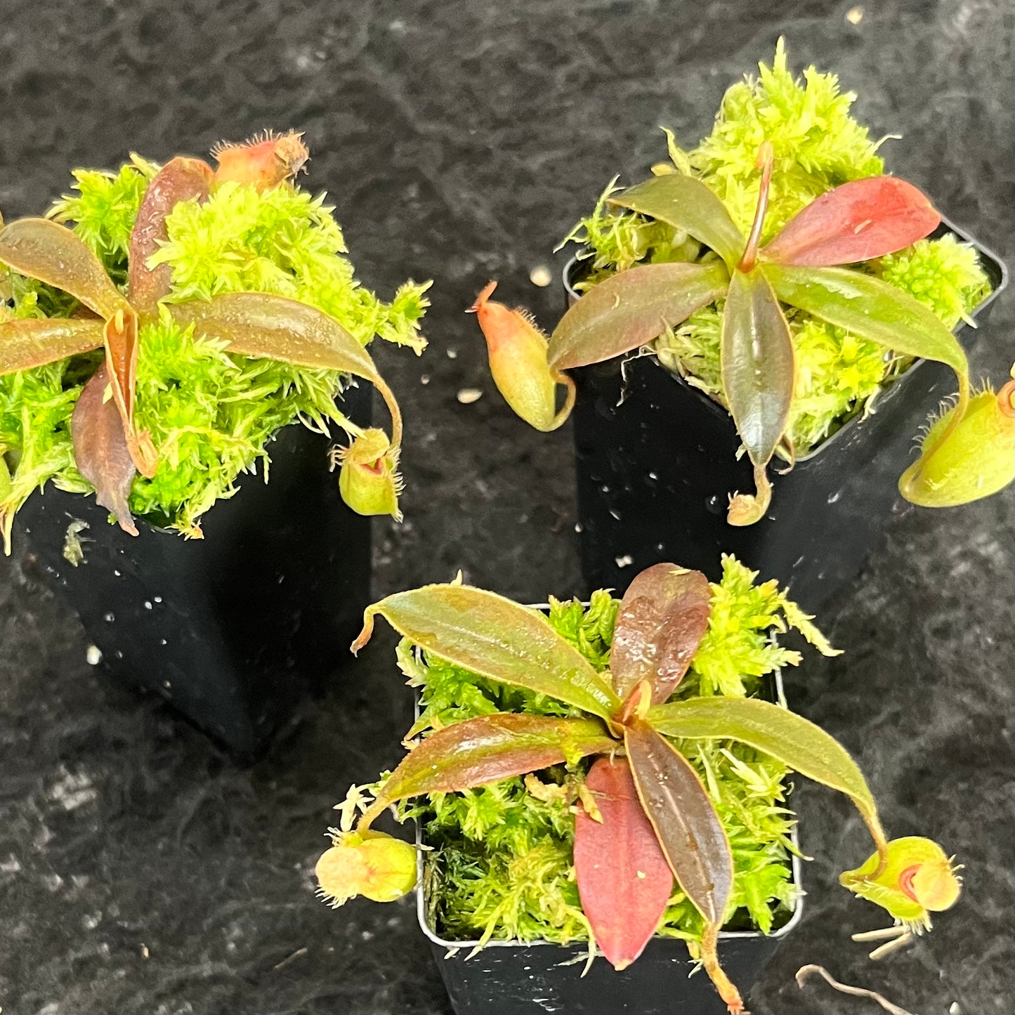 Nepenthes ampullaria x aristolochioides BE-3658