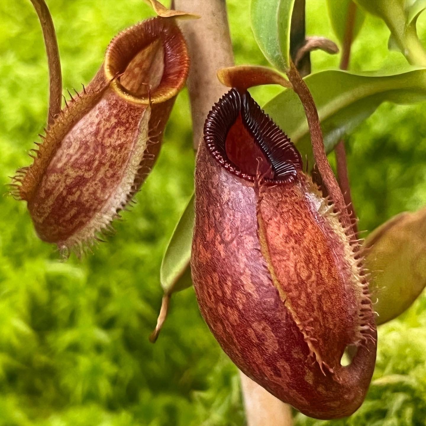 Nepenthes aristolochioides x diabolica BE-3898