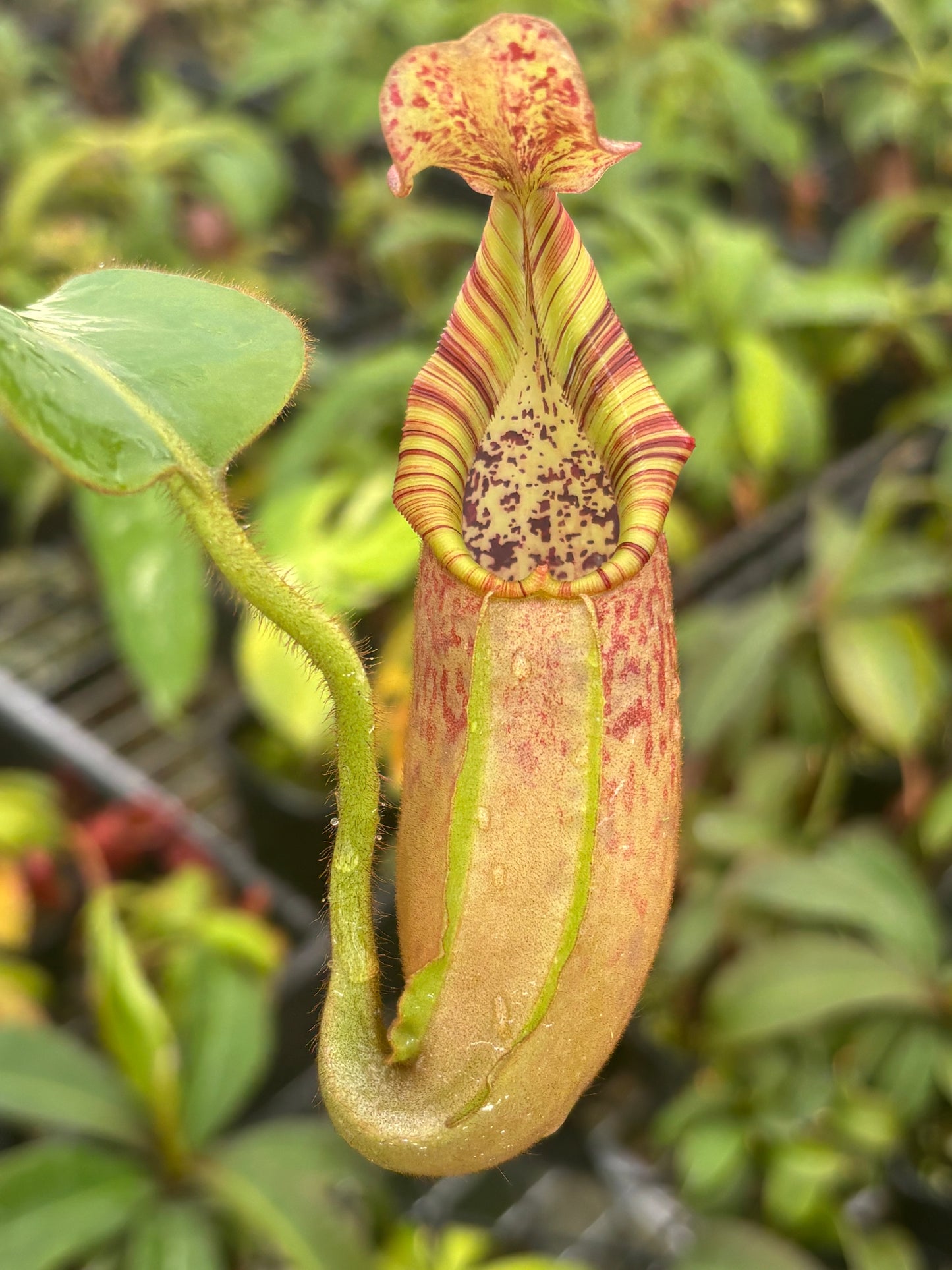 Nepenthes (veitchii x burbidgeae) x veitchii K