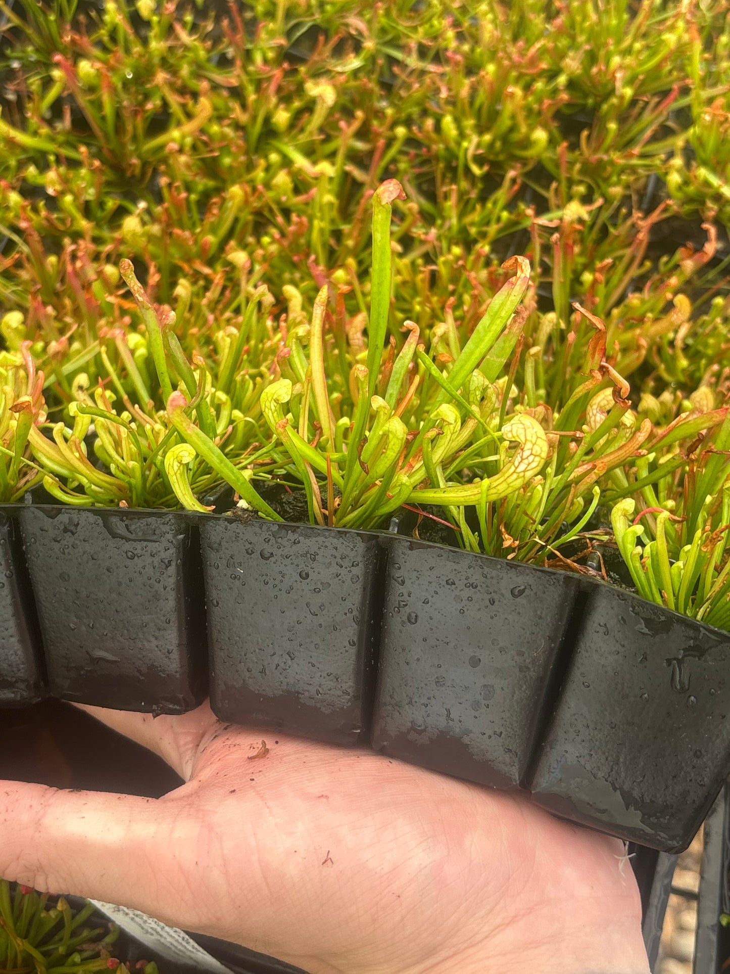 Sarracenia x Wrigleyana