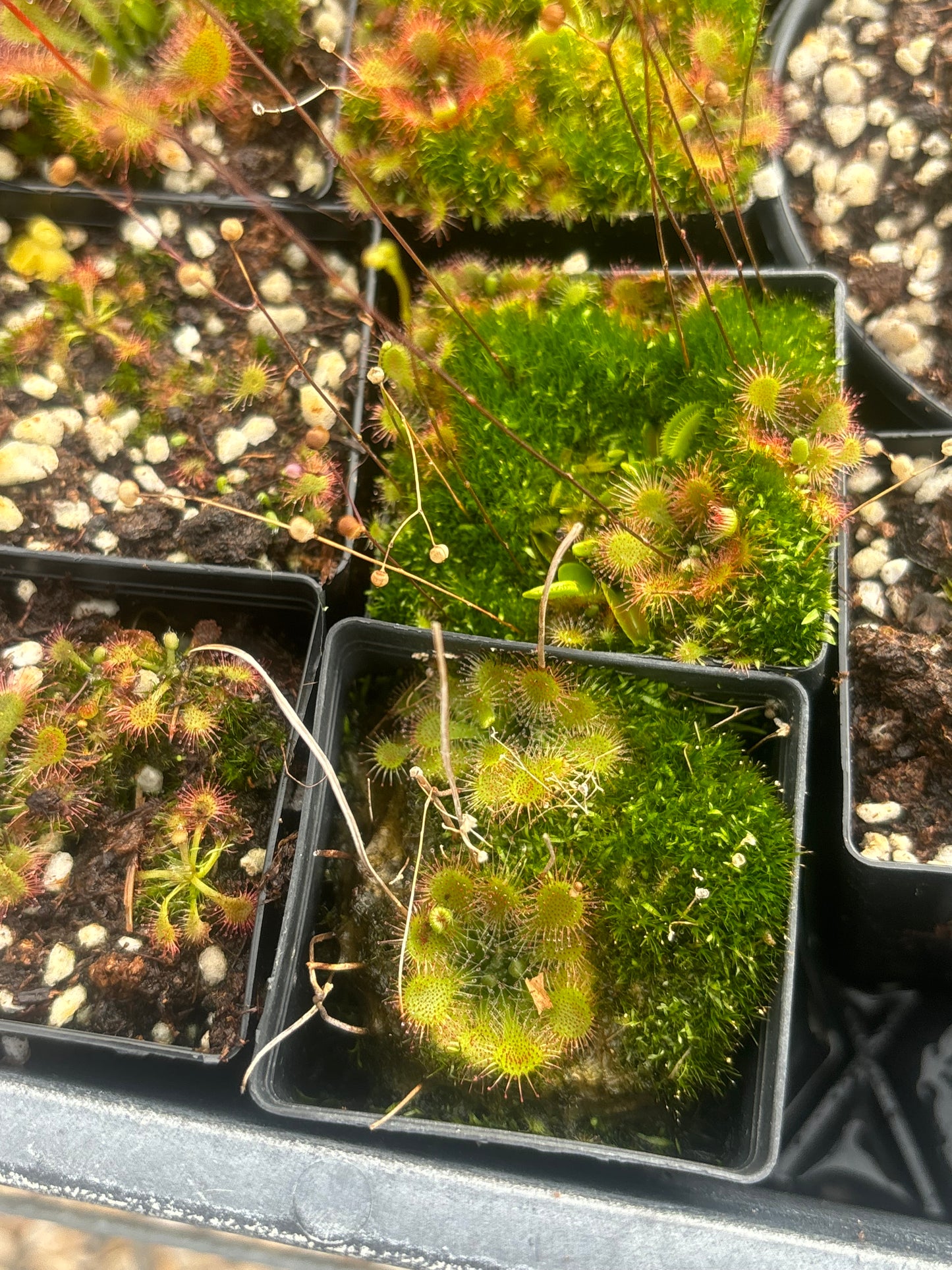 Drosera assorted