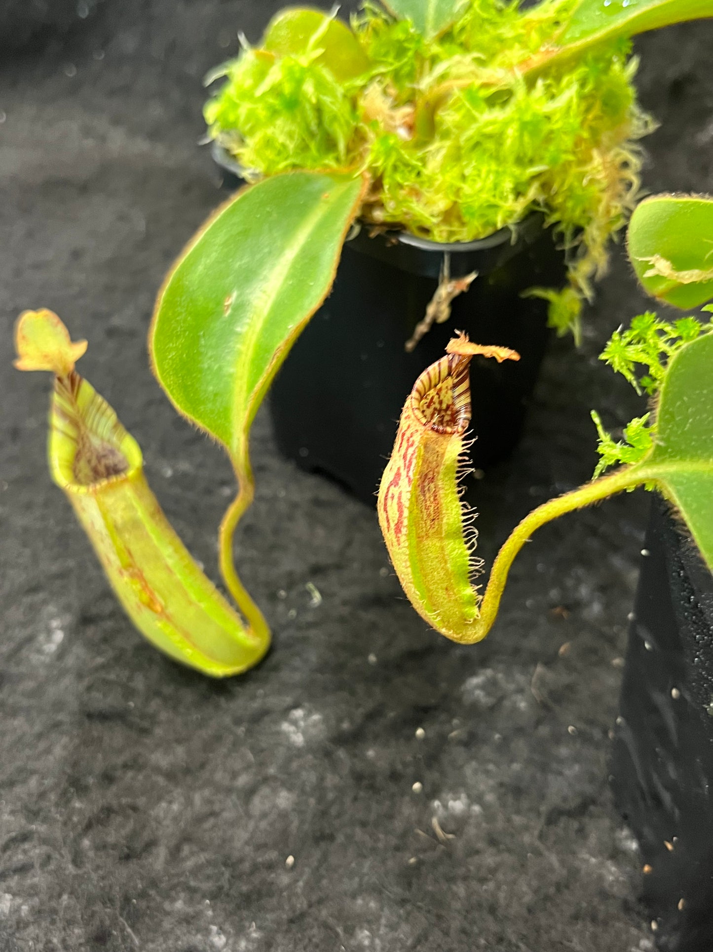 Nepenthes robcantleyi x mollis