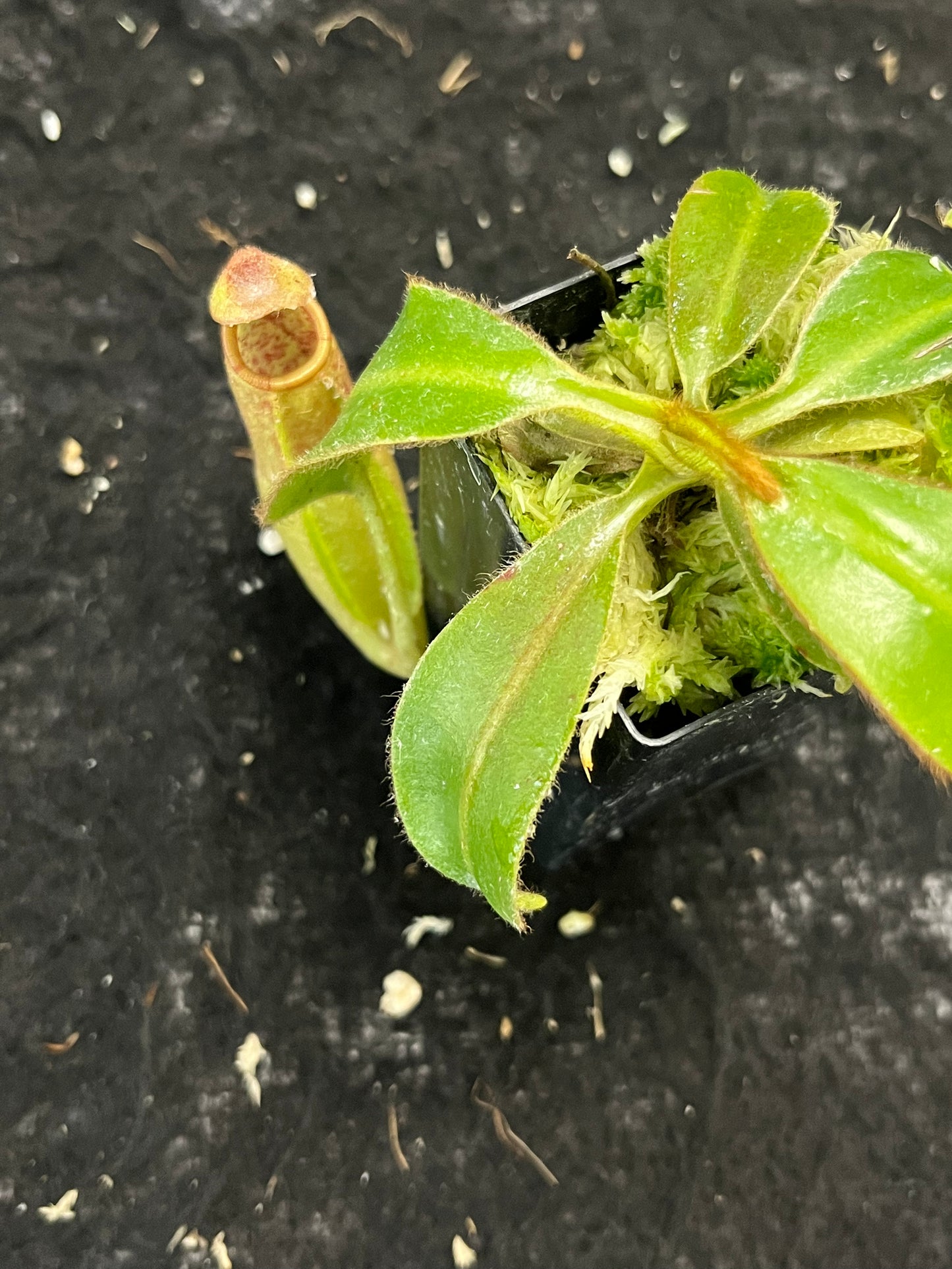 Nepenthes (glandulifera x veitchii) x veitchii SG