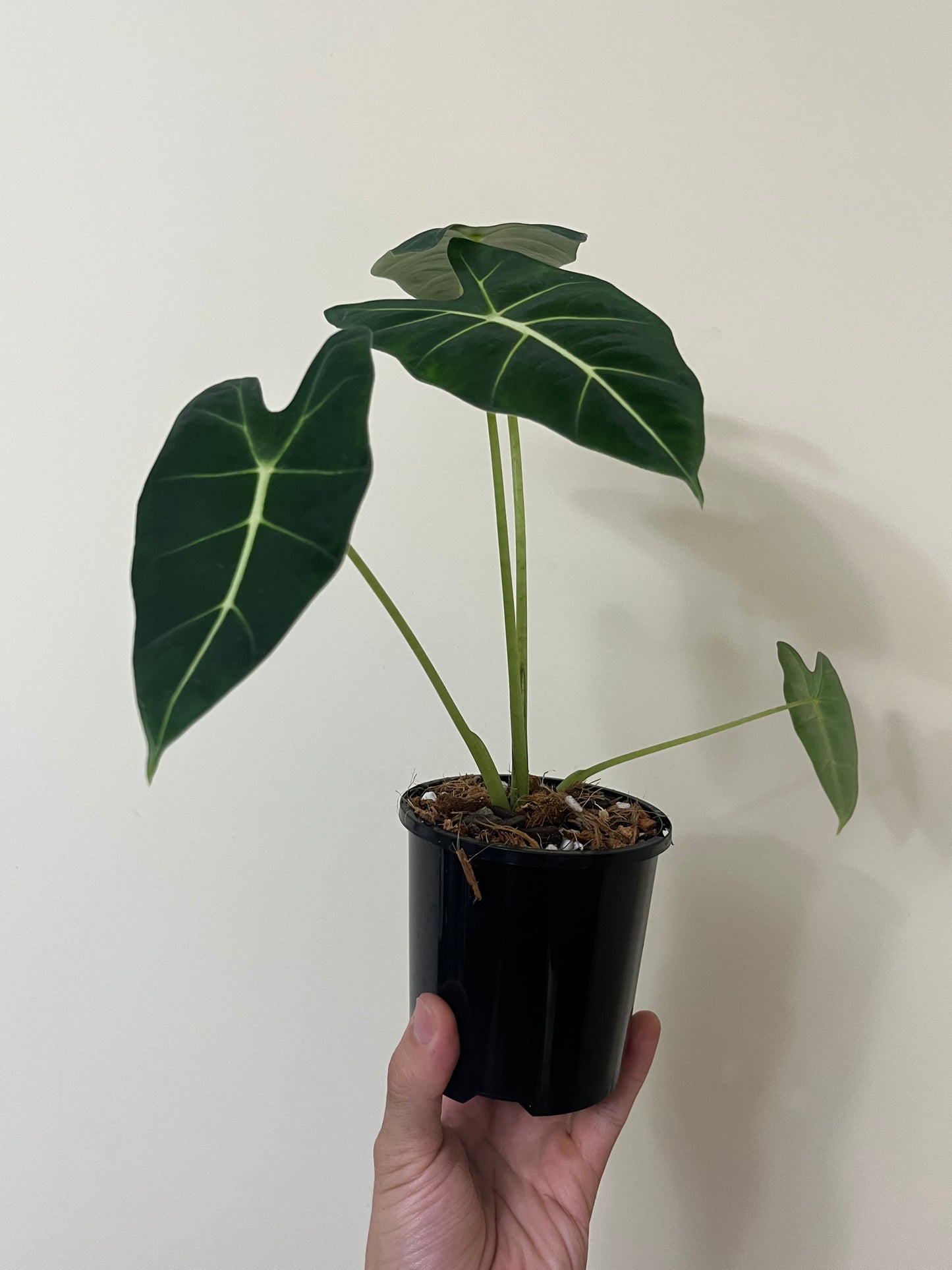 Alocasia micholitziana Green Velvet