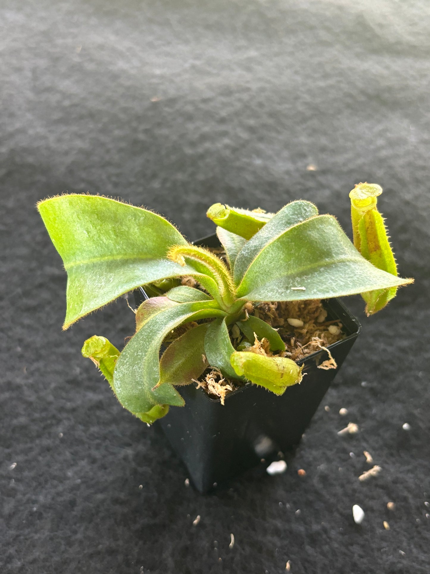 Nepenthes veitchii (Stirped peristome)