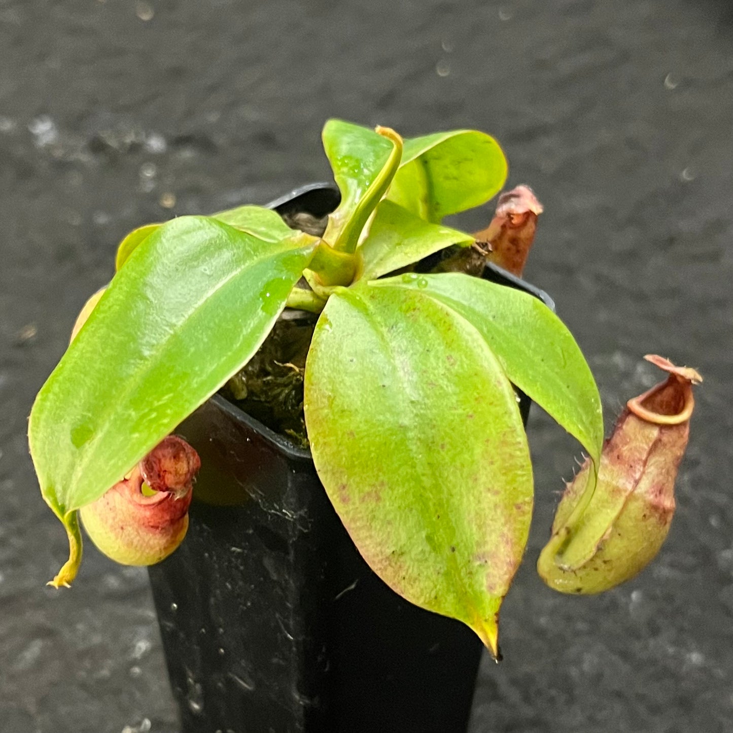 Nepenthes [mirabilis wings x (viking x ampullaria)] x (ampullaria x northiana) SG