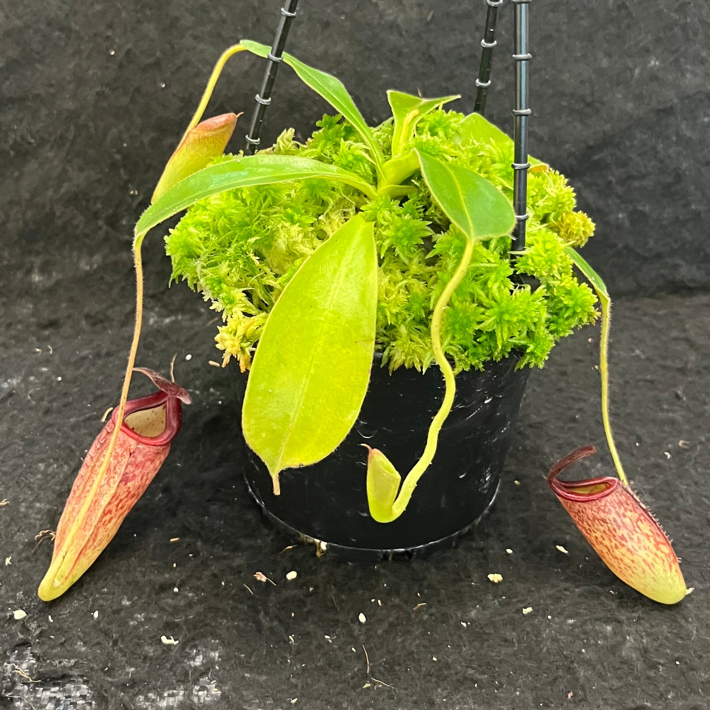 Nepenthes glandulifera x tenuis BE-3891