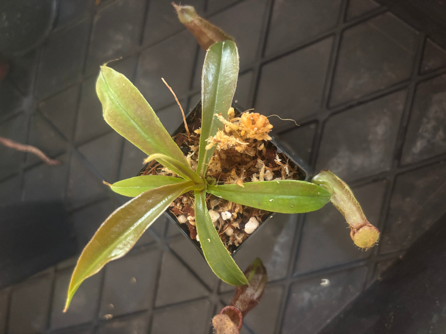 Nepenthes singalana x ampullaria BE-3744