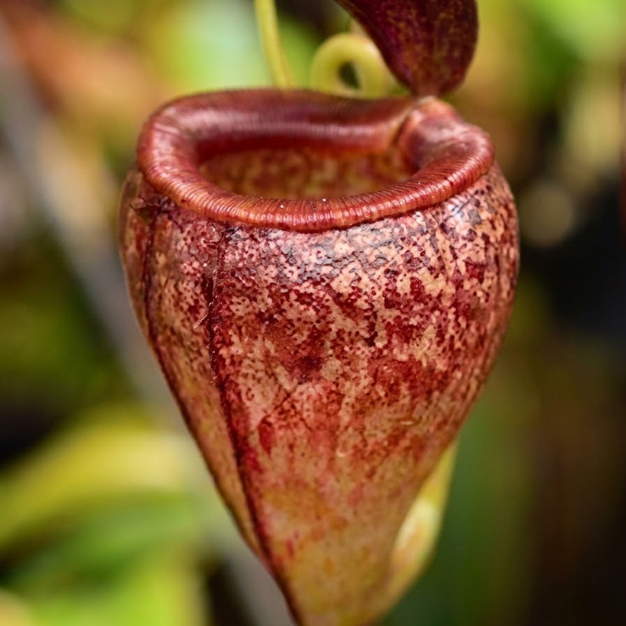 Nepenthes tenuis