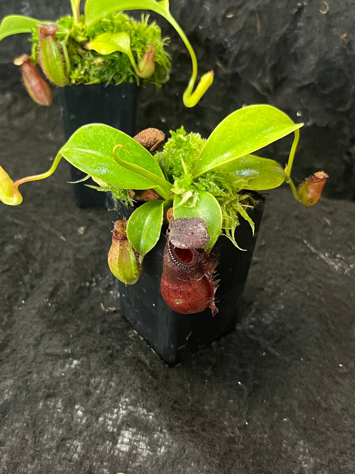 Nepenthes robcantleyi x ovata BE-3996