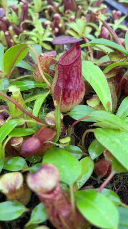 Nepenthes burkei x ephippiata BE-4652