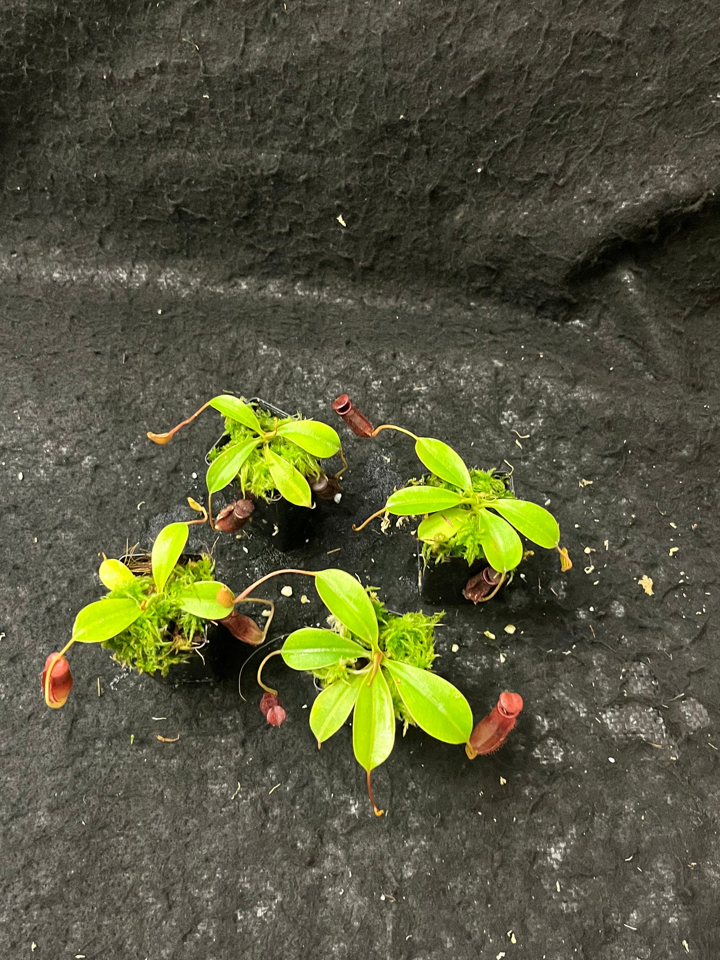 Nepenthes sibuyanensis x lowii BE-4504