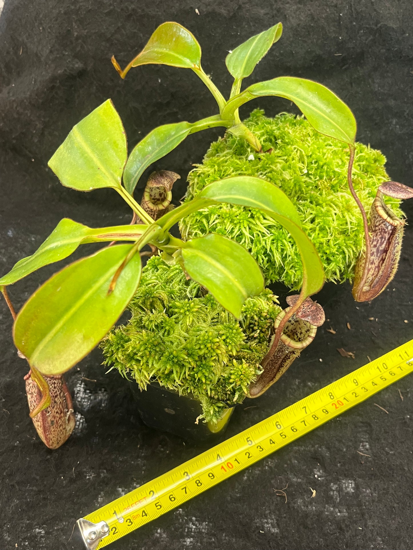 Nepenthes burbidgeae BE-3848