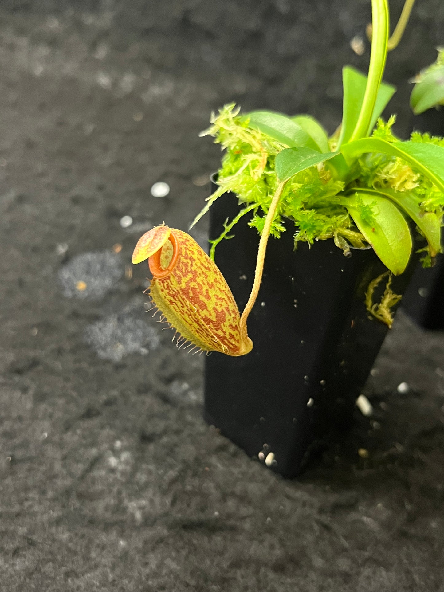 Nepenthes aristolochioides x undulatifolia