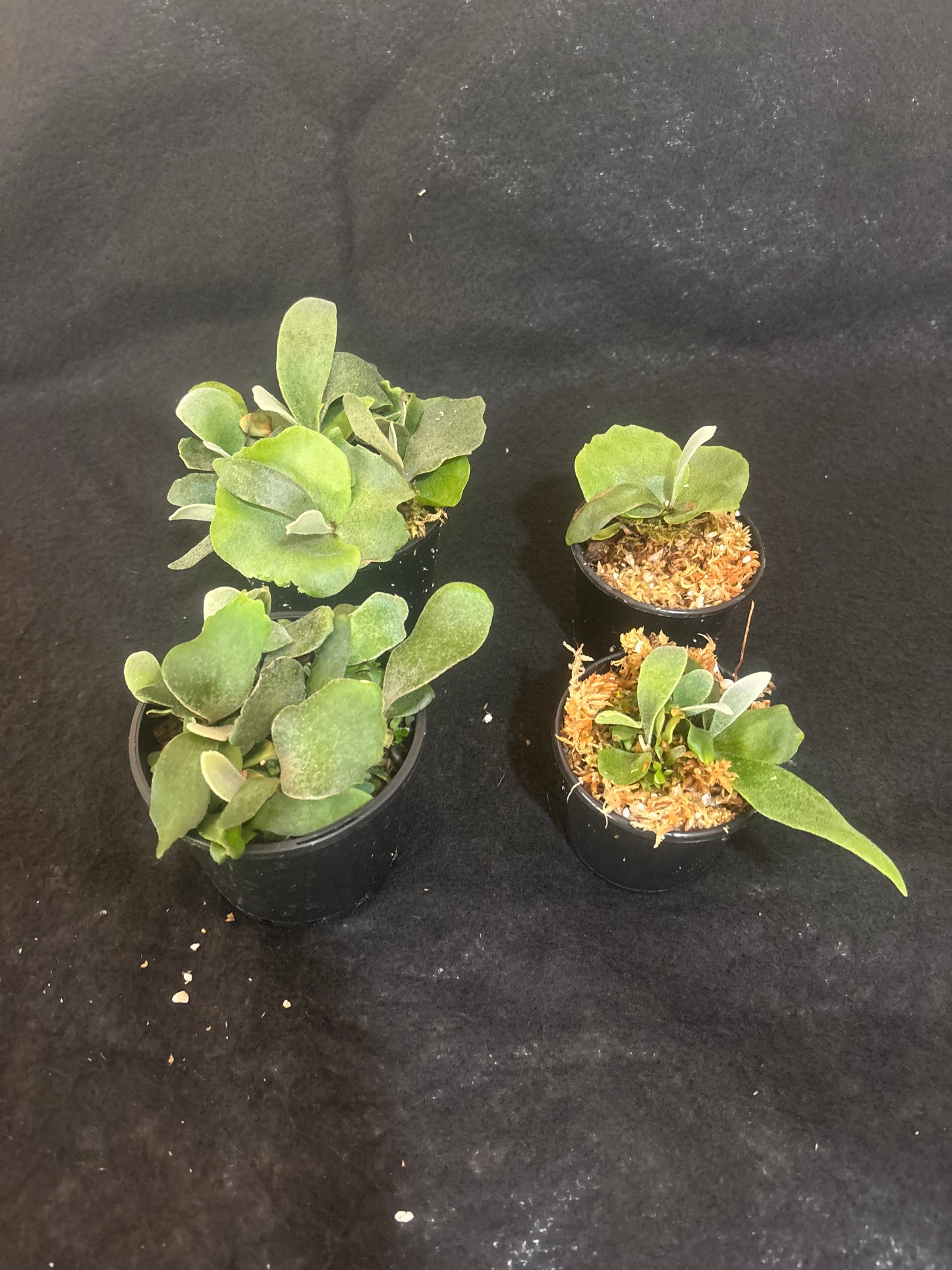 Platycerium Copper Will