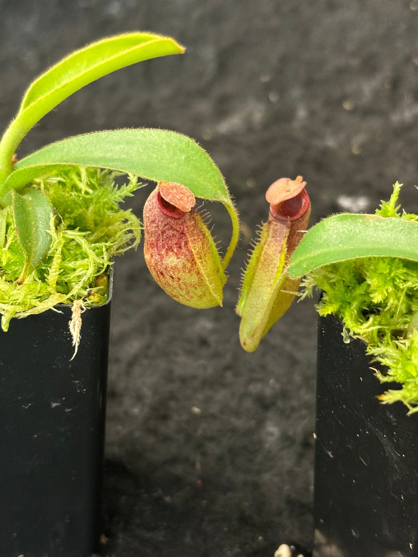 Nepenthes aristolochioides x veitchii