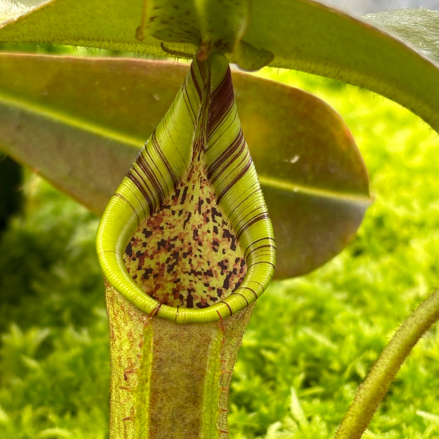 Nepenthes (mollis x veitchii) x maxima Wavy Leaves