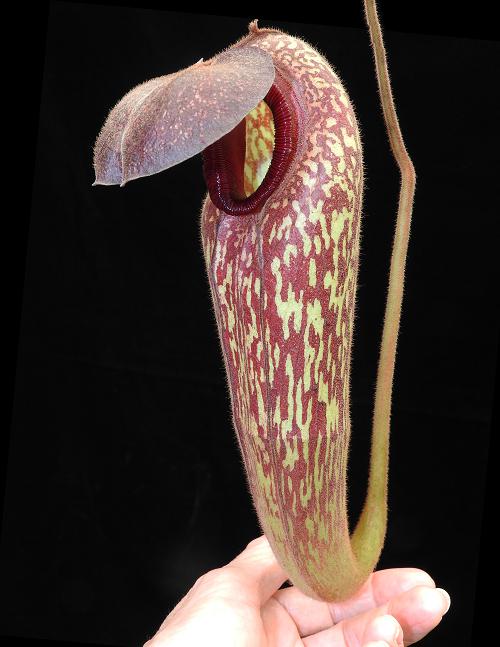 Nepenthes klossii BE-4014