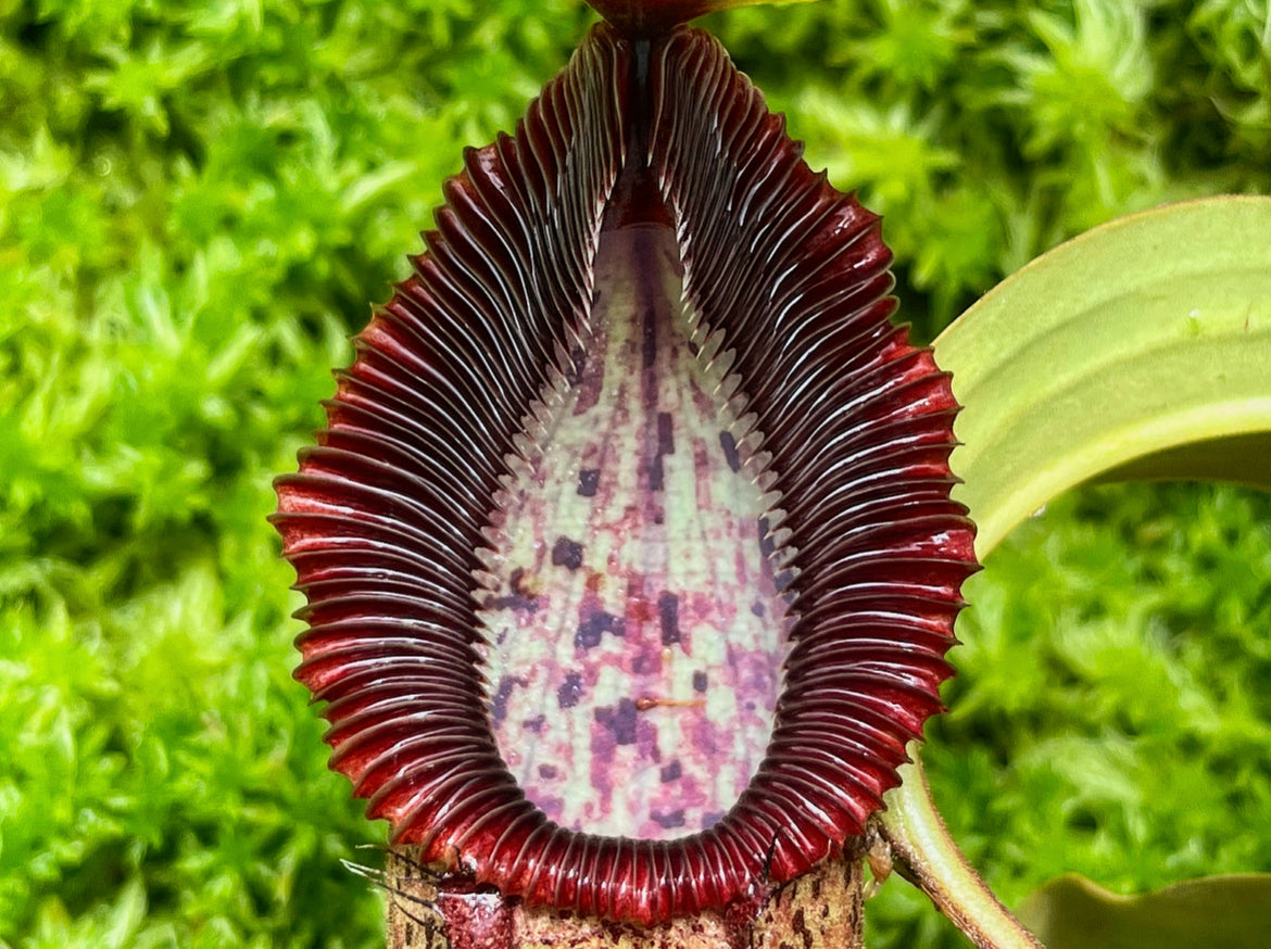 Moss Predators Carnivorous & Exotic Plant Nursery Australia | Pitcher N' Moss