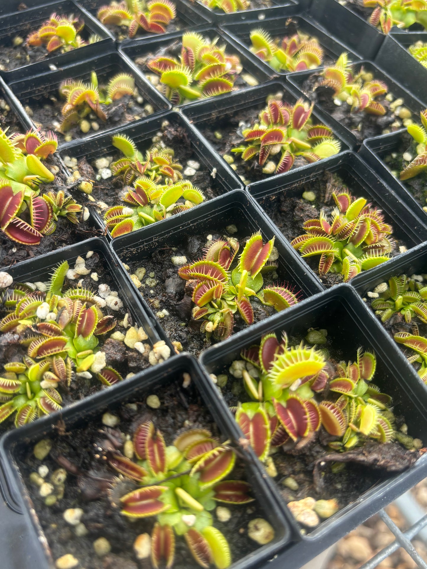 Dionaea muscipula 014#