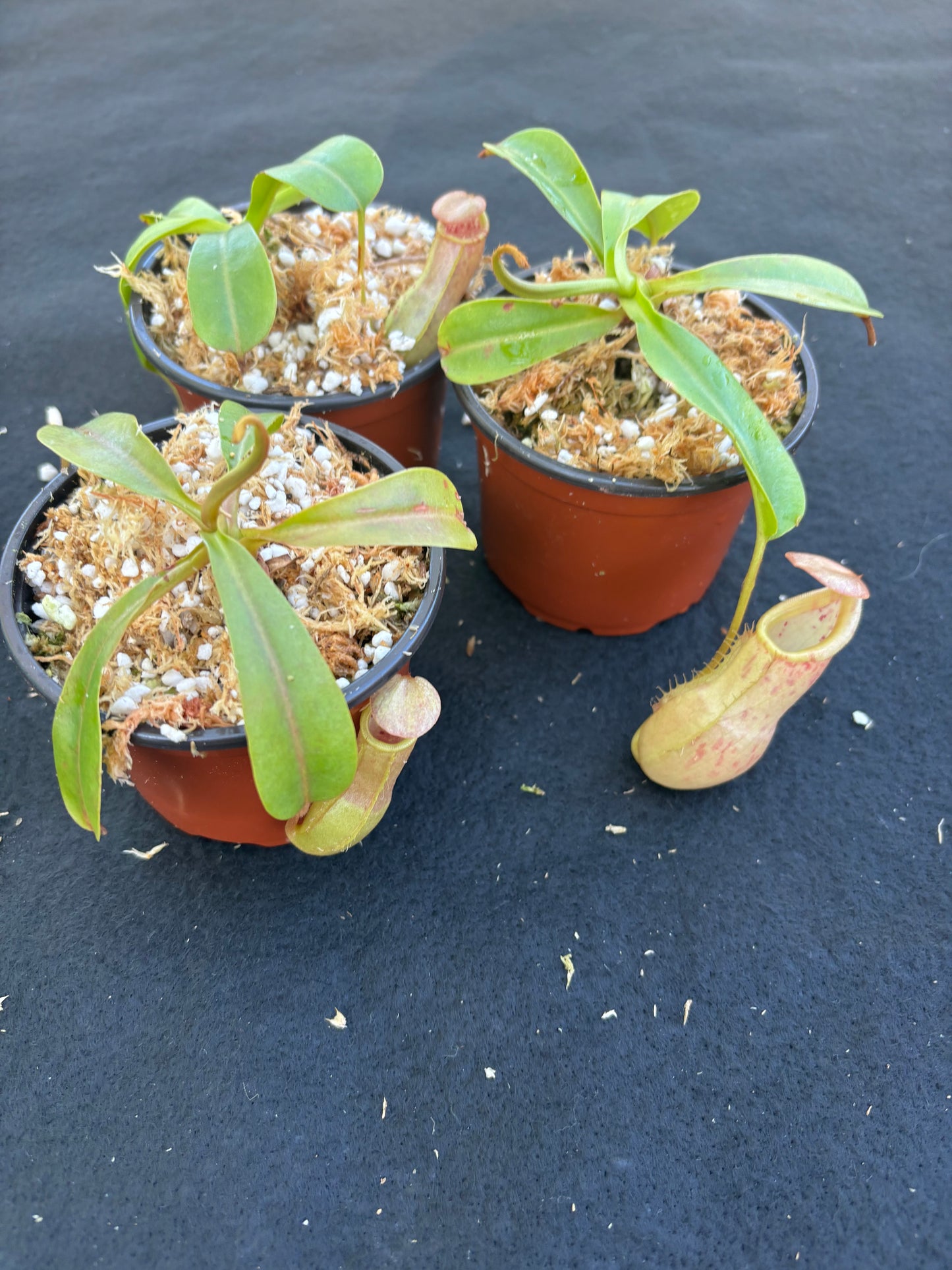 Nepenthes burkei x veitchii BE-4608