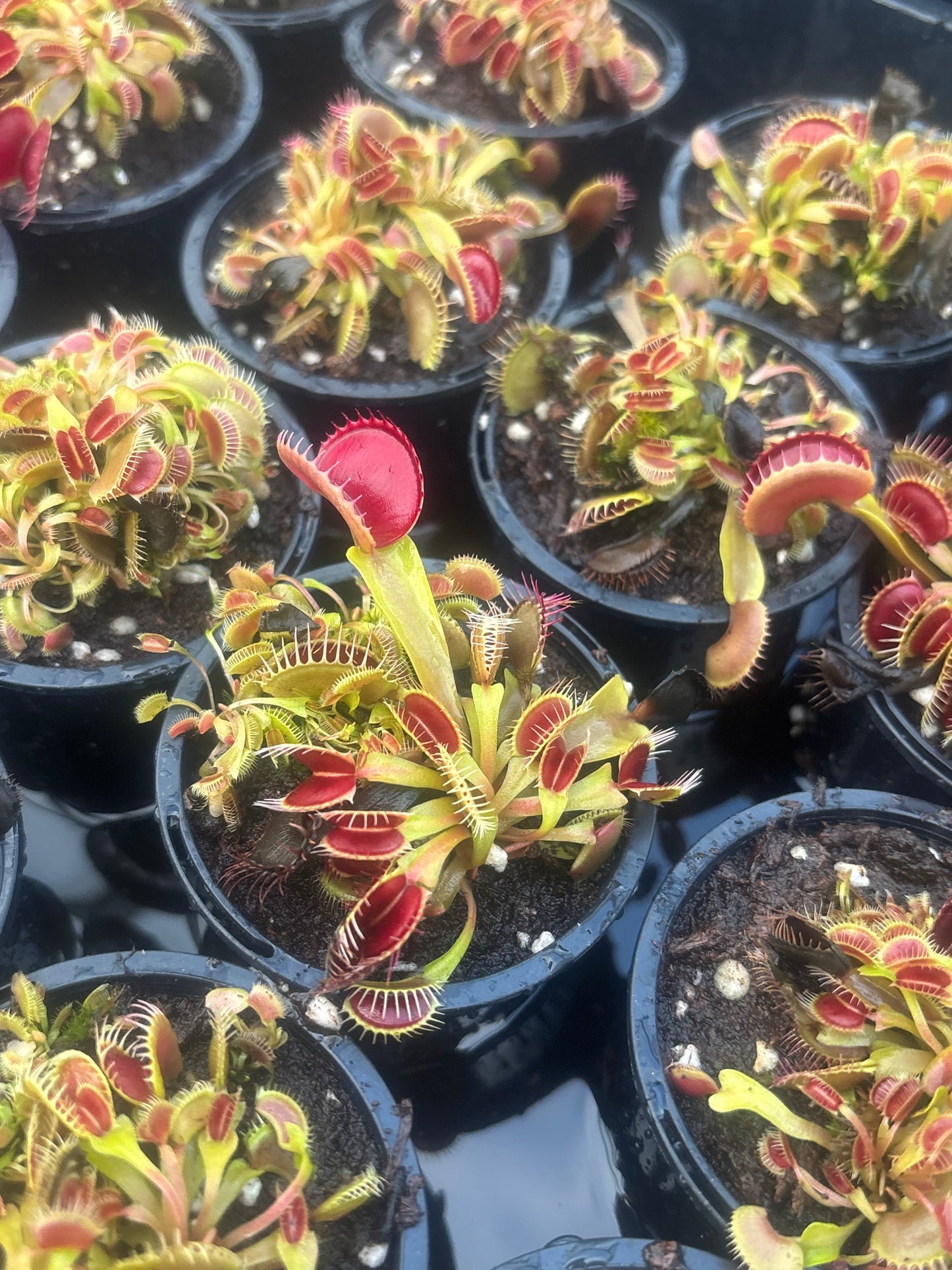 Dionaea muscipula 'Bloody Nurse'