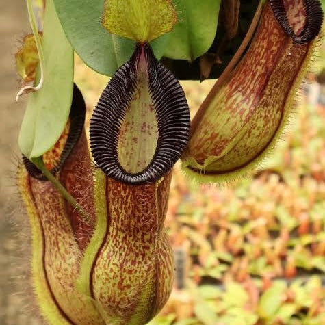 Nepenthes spathulata x hamata