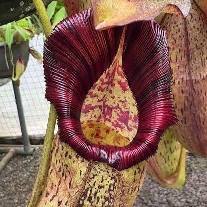 Nepenthes robcantleyi x spectabilis BE-3754