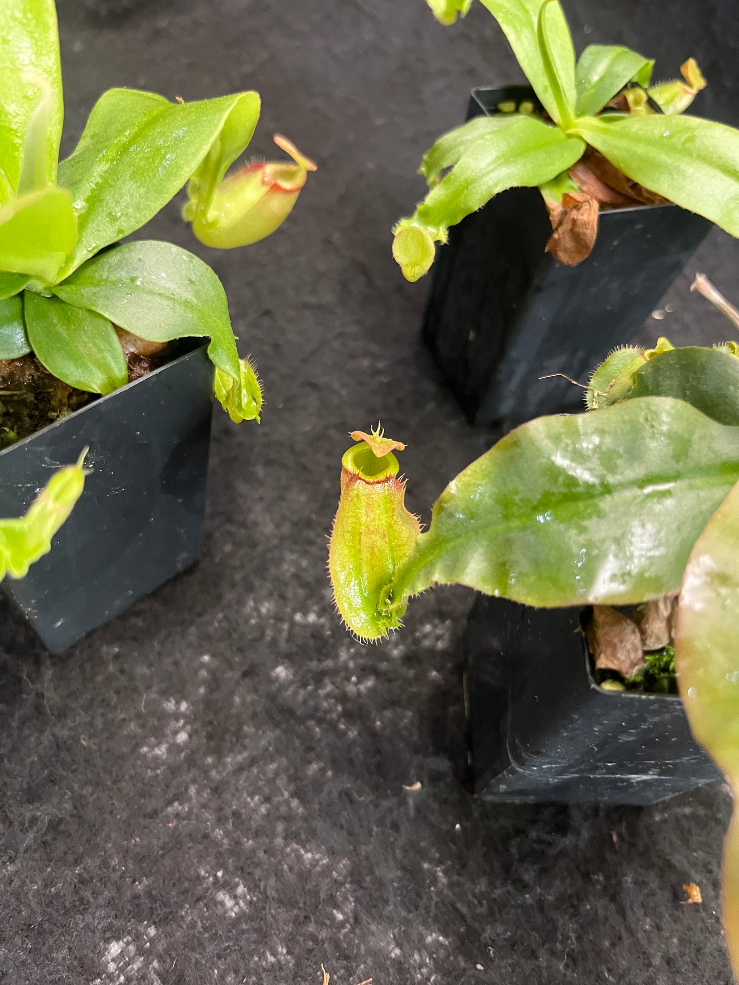 Nepenthes [mirabilis wings x (viking x ampullaria)] x (ampullaria x northiana) SG