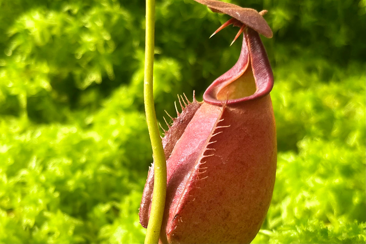Moss Predators Carnivorous & Exotic Plant Nursery Australia | Pitcher N' Moss