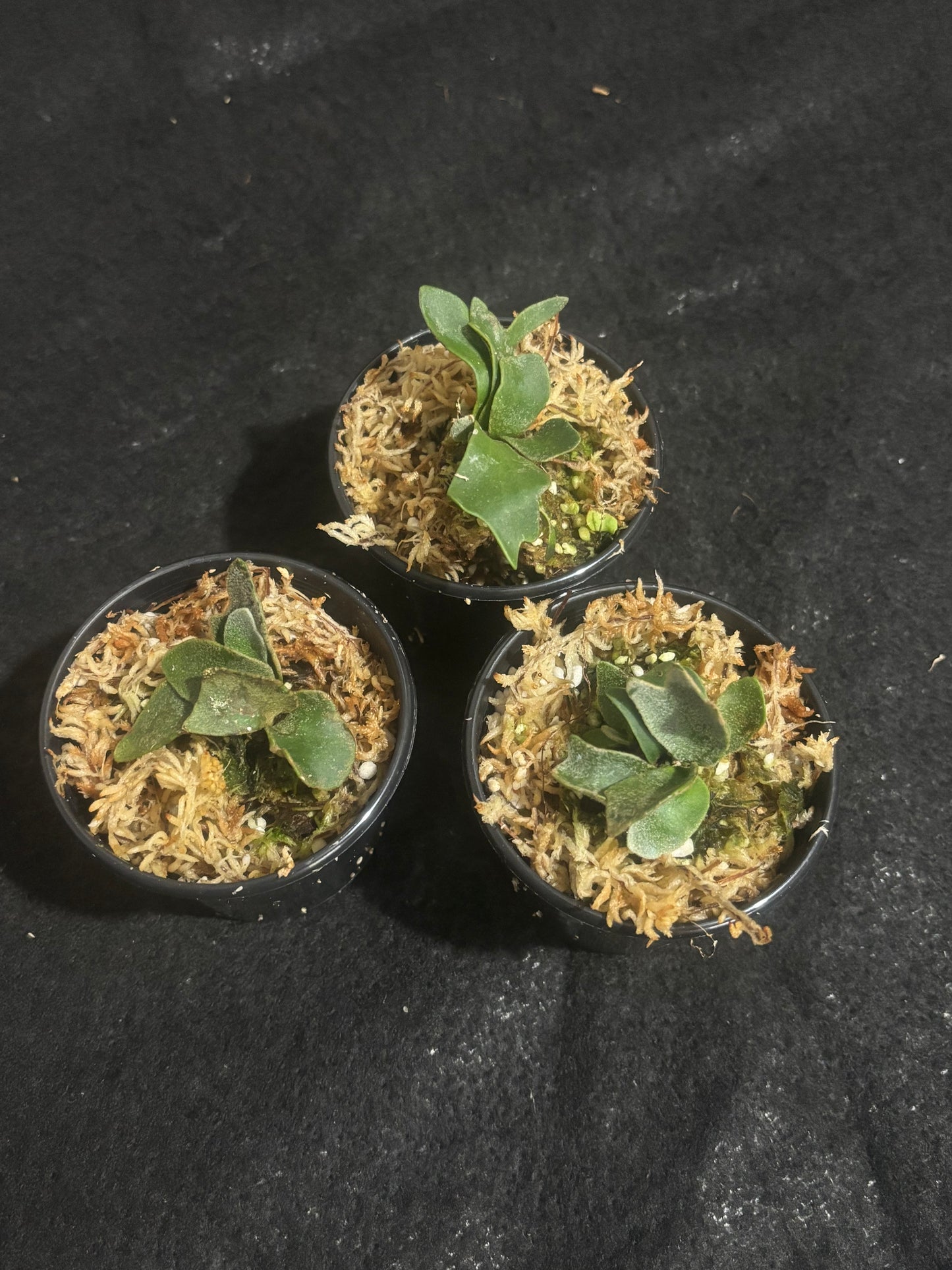 Platycerium willinckii ‘Bacteria’