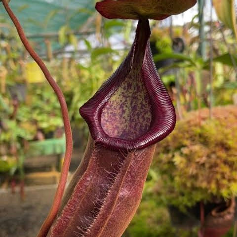 Nepenthes densiflora x rafflesiana BE-3719