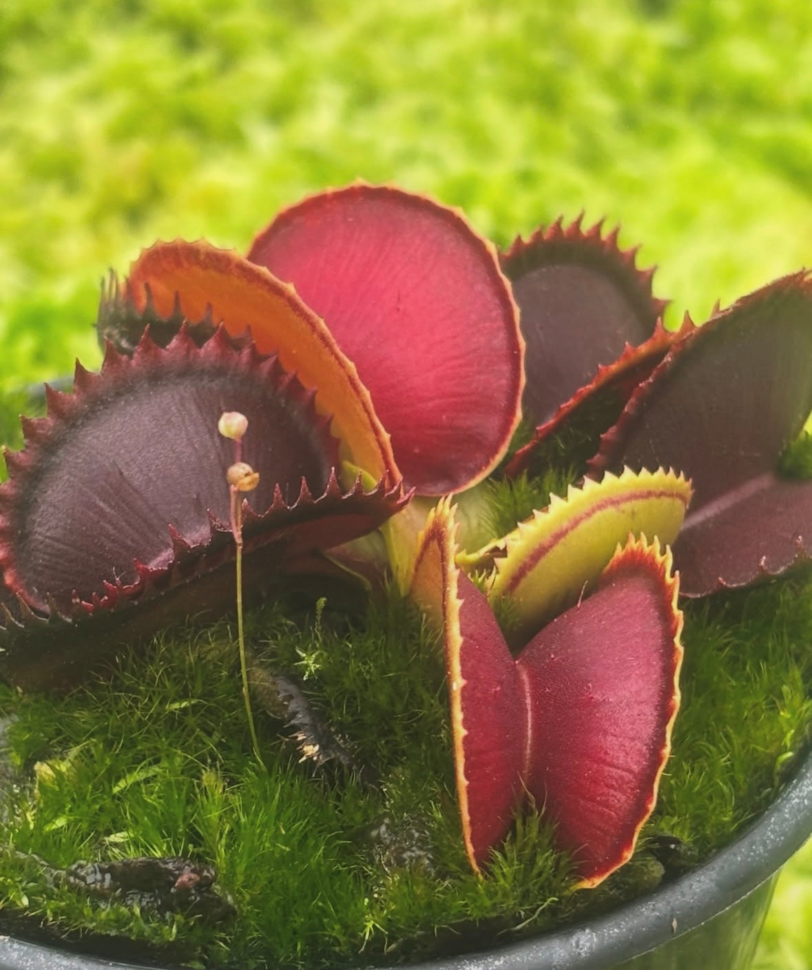 Dionaea muscipula unlabelled