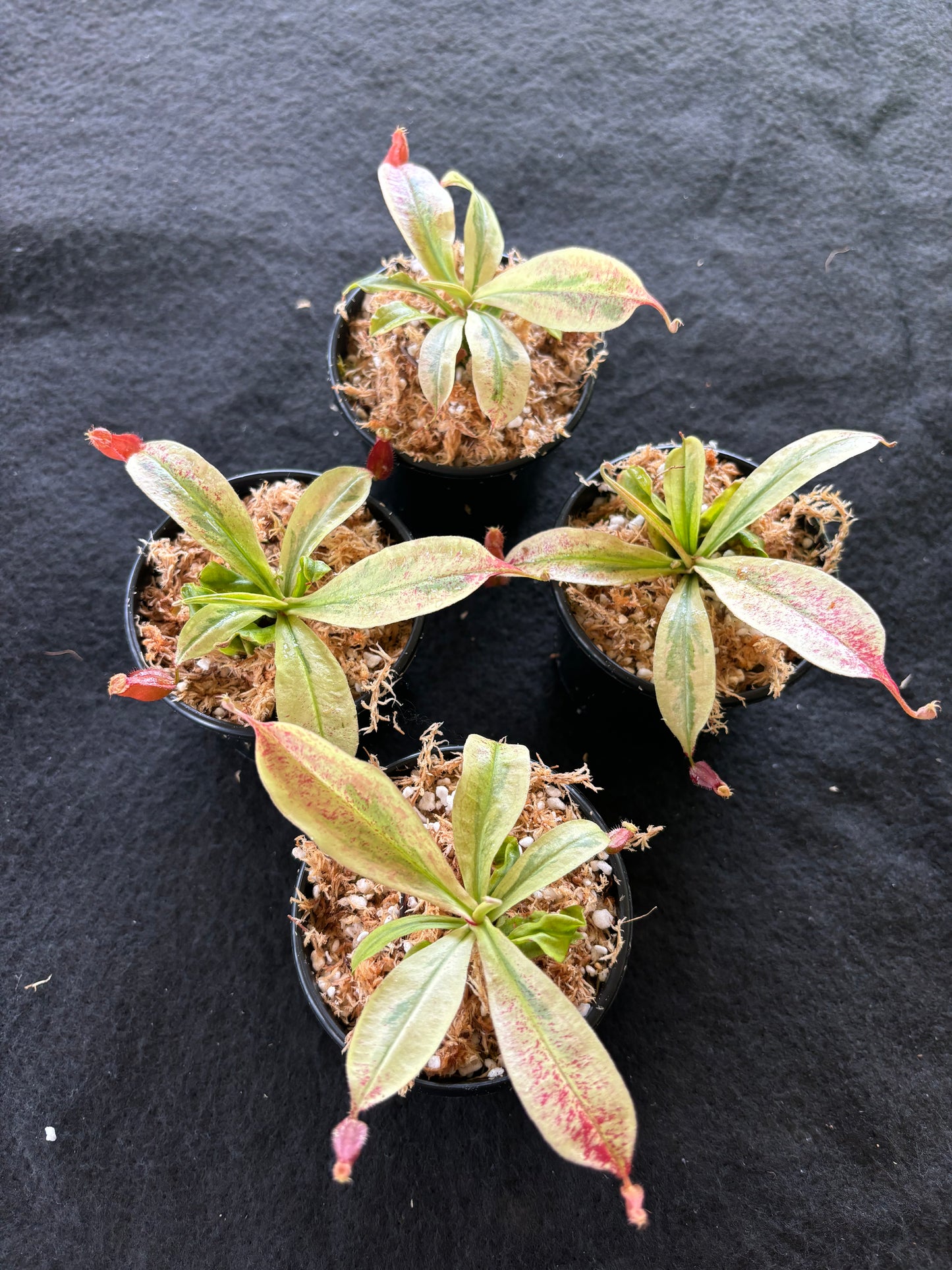 Nepenthes viking x ampullaria Variegated