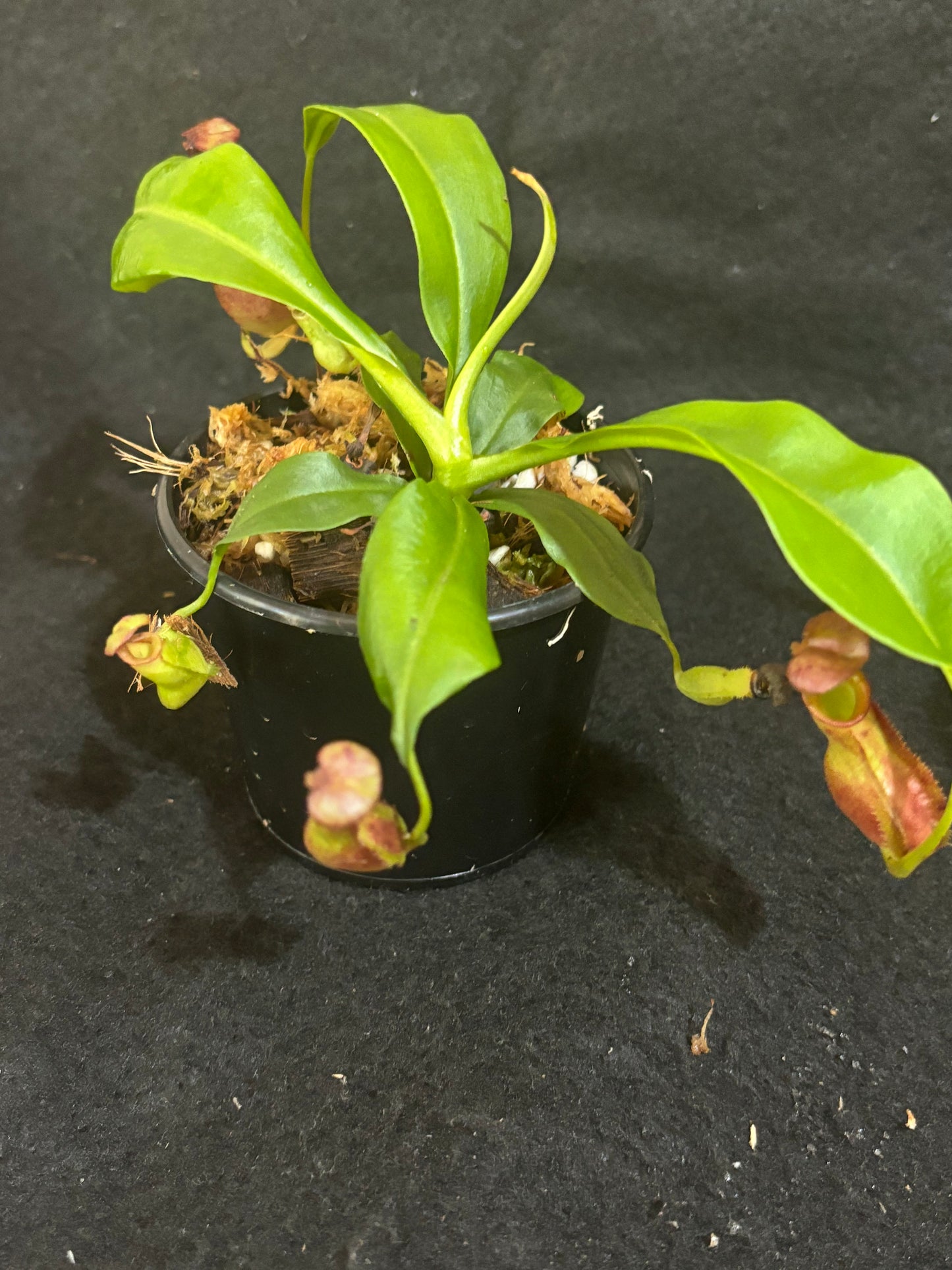 Nepenthes bicalcarata