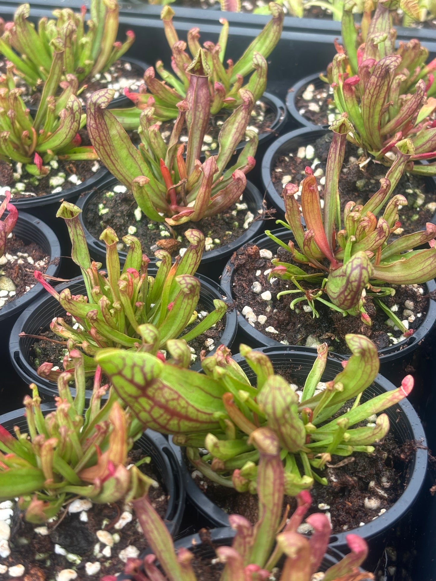 Sarracenia purpurea