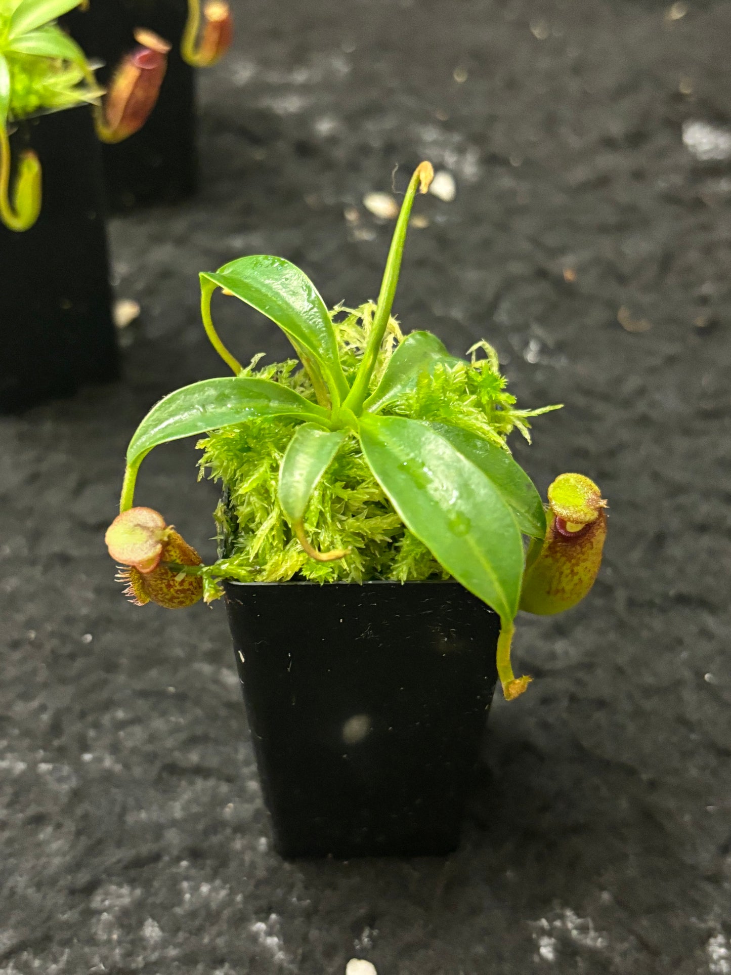 Nepenthes (lowii x macrophylla) x aristolochioides BE-4503