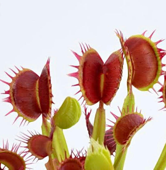 Dionaea muscipula 'Red and fused tooth