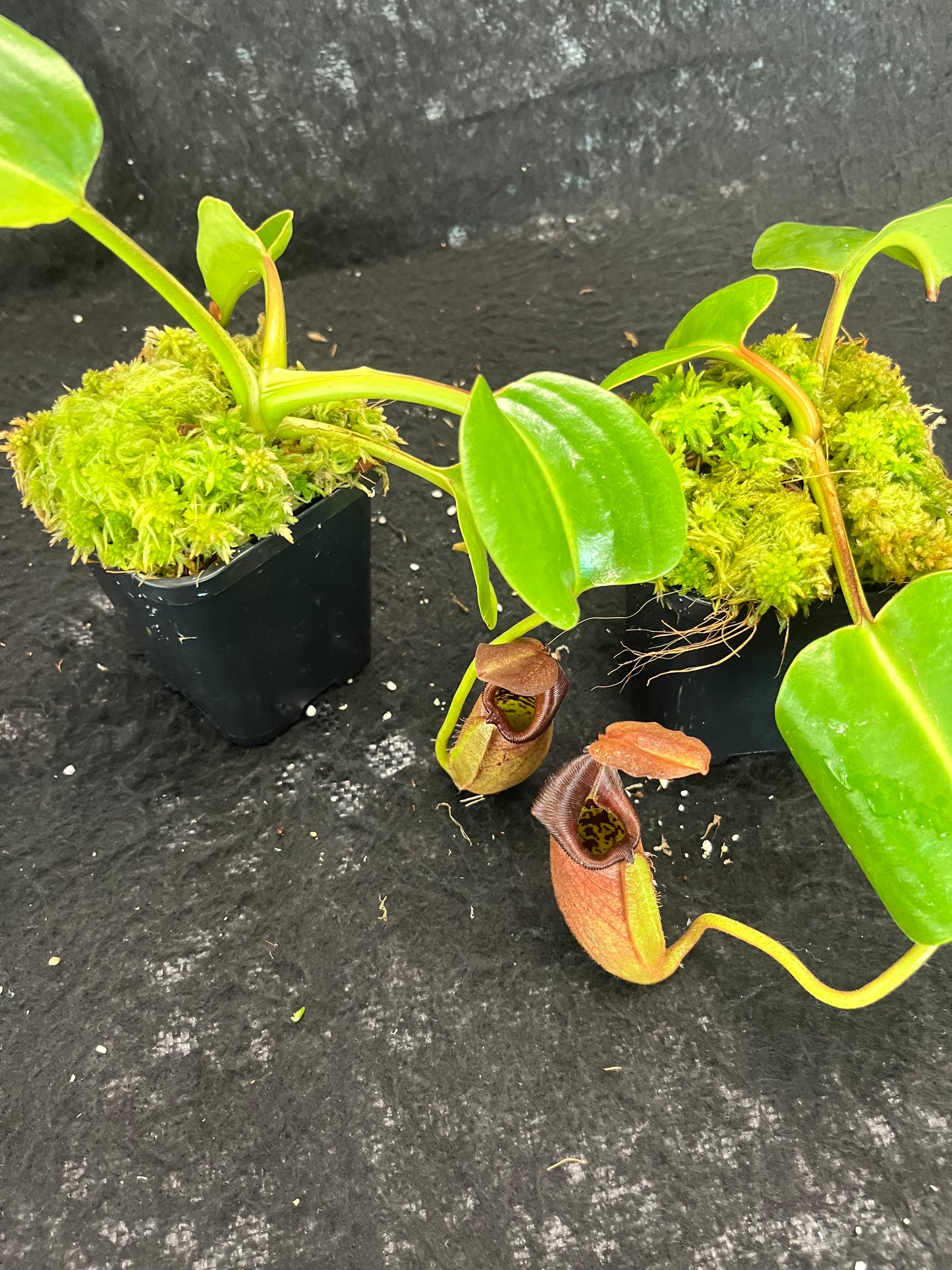 Nepenthes robcantleyi BE-3517